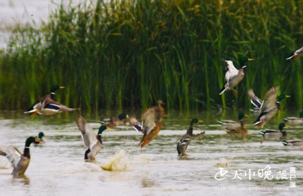 宿鴨湖:綠頭鴨等候鳥“翩翩起舞”畫面和諧 驚豔了 宿鴨湖:綠頭鴨等候鳥“翩翩起舞”畫面和諧 驚豔了