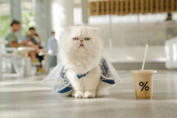 首次參加雙11衝上細分類目Top1，這家店的模式正在被投資人熱捧