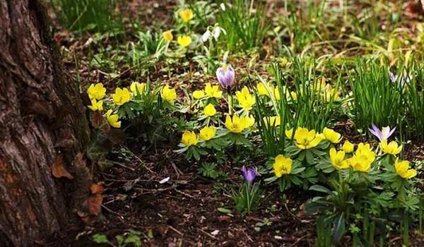 冬菟葵～頂生一朵黃花，花期冬季至早春