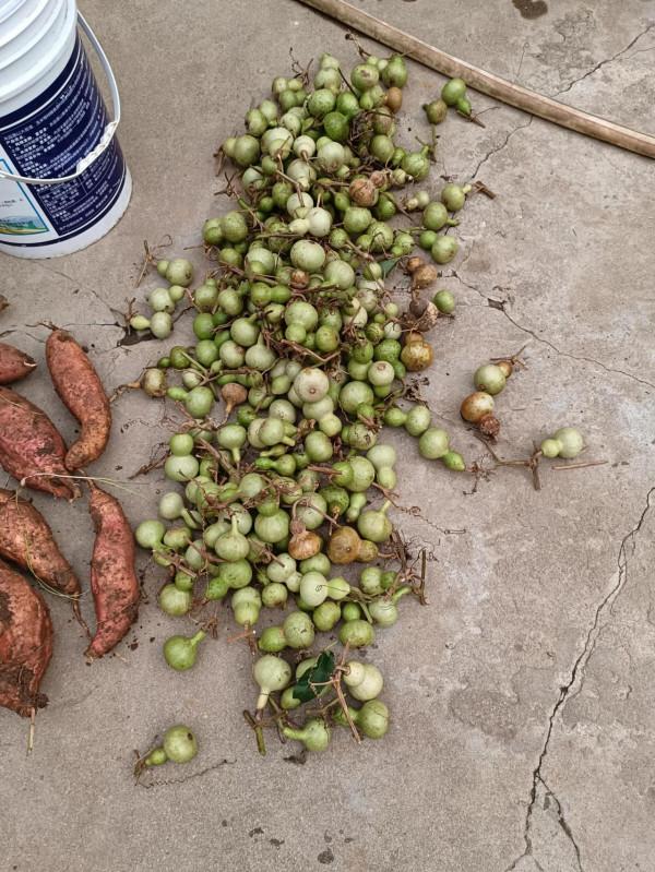 文玩葫蘆如何玩 文玩葫蘆如何玩