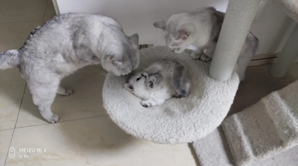 從看見貓嚇到逃走，到現在愛貓如命，我究竟經歷了什麼？