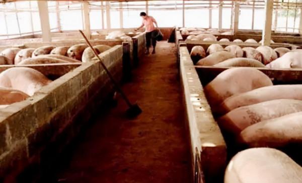 退伍老兵“騙”妻子1000萬,進深山與豬“作伴”,1年狂賺800萬 退伍老兵“騙”妻子1000萬,進深山與豬“作伴”,1年狂賺800萬