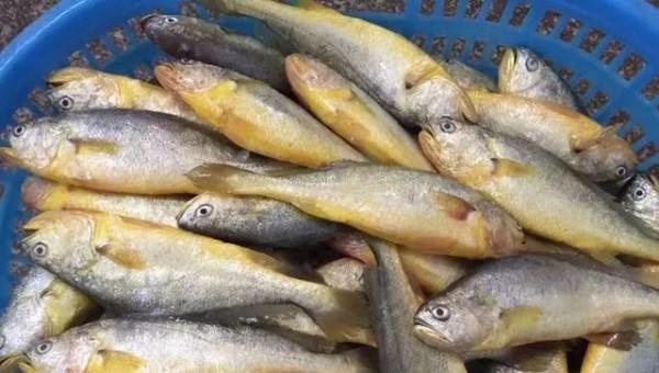 秋天讓孩子多吃這幾種魚，補充DHA，做個聰明的孩子