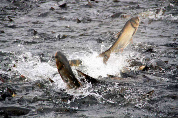 魚群氾濫！湖北5湖禁漁3年為何魚滿為患？禁漁為何還要捕魚？