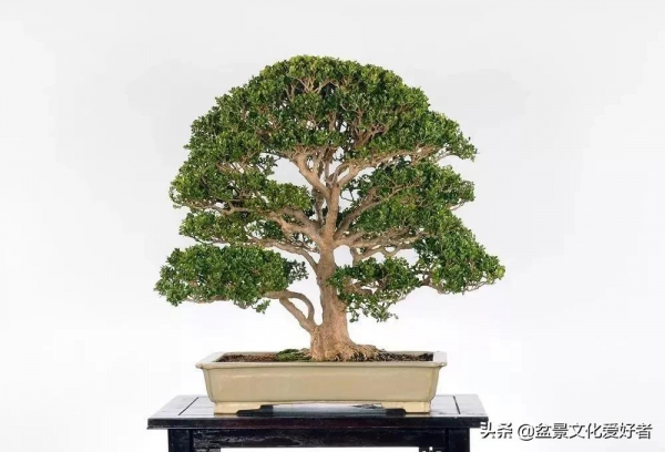 家有黃楊，世代棟樑！家裡栽黃楊，富貴又吉祥