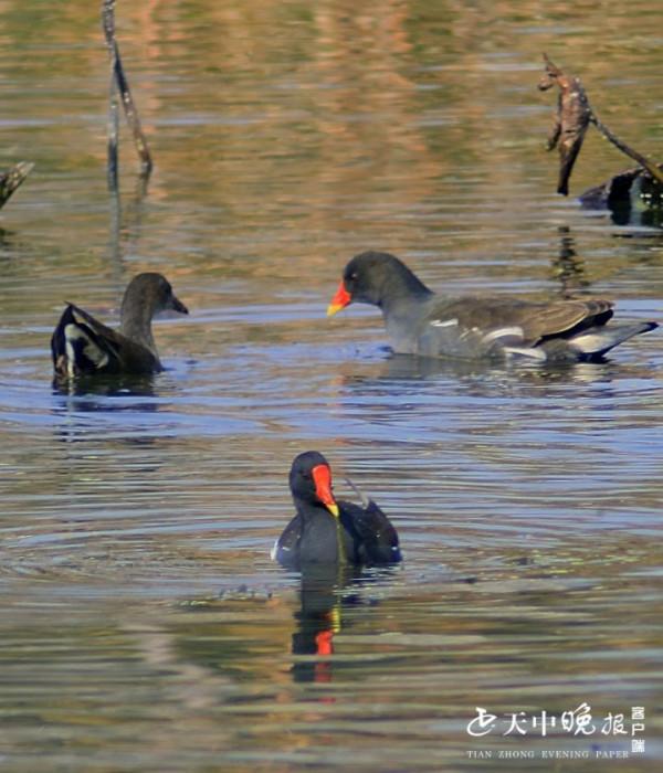 開源湖公園：成群的紅嘴野鴨河中嬉戲打鬧