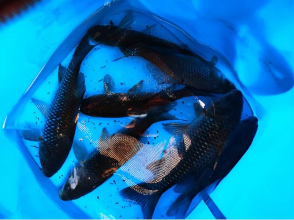 自古深情留不住、唯有套路得人心--冬釣鯽魚靠技術，更要靠“套路