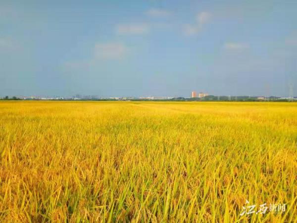 金色田園 豐收畫卷