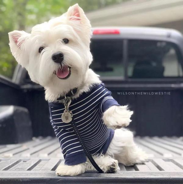 狗狗品種介紹大全！我們應該怎麼挑選適合自己的狗狗？