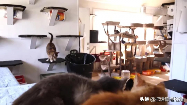 中年喪子後，父親花了15年建了座“貓天堂”