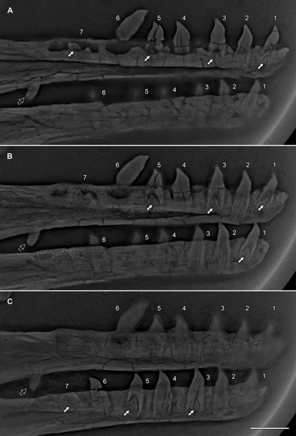 中生代鳥類的牙齒替換:來自化石的新證據 中生代鳥類的牙齒替換:來自化石的新證據