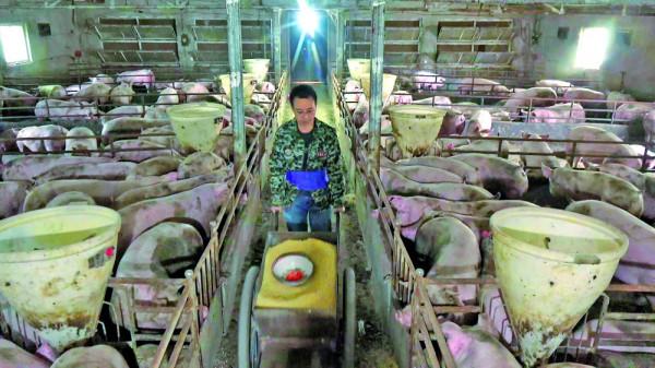 “虎”書記養豬記 “虎”書記養豬記