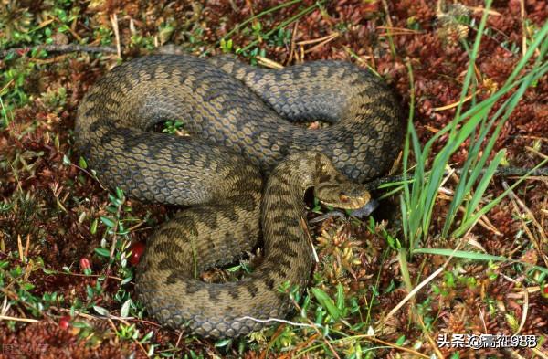 農夫和蛇(後續) 農夫和蛇(後續)