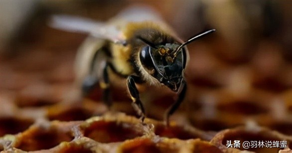 為什麼要剪掉蜂王的翅膀?這樣做是好還是壞呢?馬上為你一一道來 為什麼要剪掉蜂王的翅膀?這樣做是好還是壞呢?馬上為你一一道來