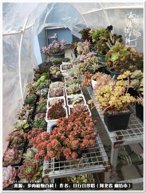 多肉的前世今生——論那些多肉的變化