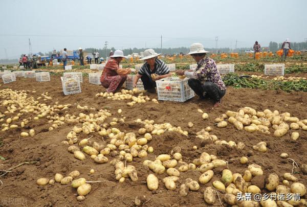 馬鈴薯和紅薯增產的新方法，個頭大口感面，產量高還不空心
