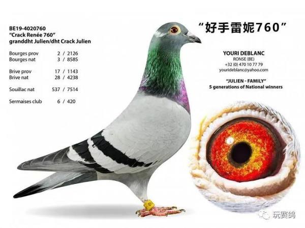 如何從群體上入手來培育信鴿品種？