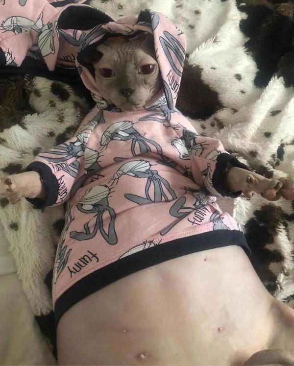 別的貓胖起來算可愛,無毛貓胖起來的畫風...噗哈哈哈哈 別的貓胖起來算可愛,無毛貓胖起來的畫風...噗哈哈哈哈