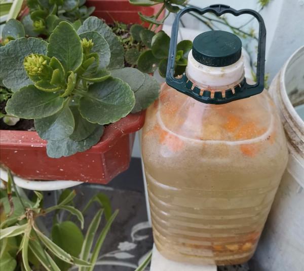 花肥不用買，這些東西做成“花肥”，養什麼花都長得旺