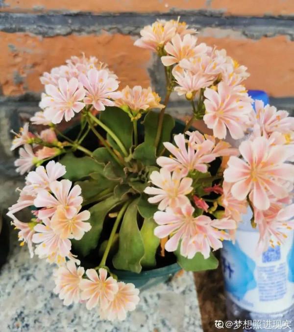 顏值超高的小清新植物，一年到頭都在開花，而且越開花越多