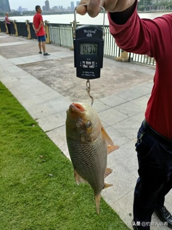 歷經一番驚險刺激的操作，小鉤成功博大魚一條……