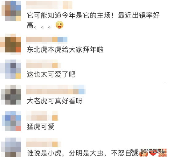 雪地懟臉直拍！猛虎撒嬌有多萌？