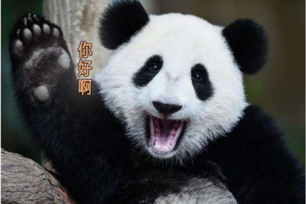 當大自然的這些萌寵亮相時，家寵們就該讓位了