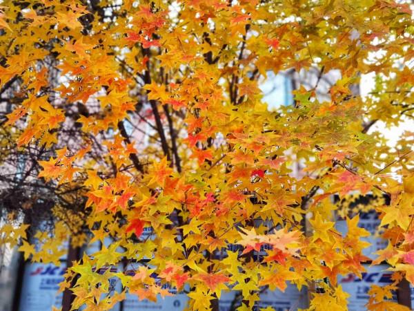 圖集 | 紅葉醉金秋