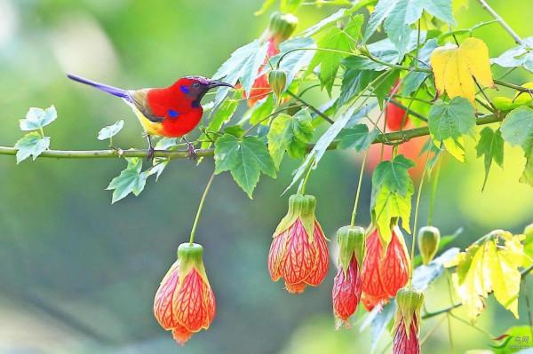 分享圖片,色彩斑斕,美麗無比的太陽鳥 分享圖片,色彩斑斕,美麗無比的太陽鳥