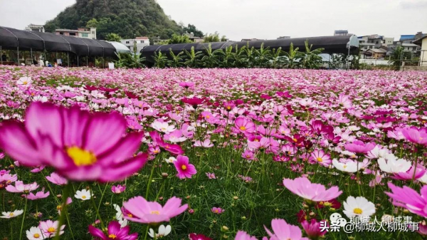 柳城洛崖知青農場格桑花一夜怒放，走，週末約起看花海去