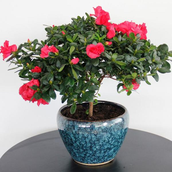 家裡養花有講究，5個地方“放不得”，亂擺亂放，影響健康養不好