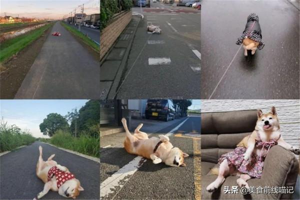 出門散步就裝死？日本柴犬喜歡四腳朝天躺在馬路上
