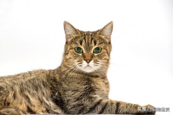 貓在什麼時候會一直髮出咕嚕咕嚕的聲音，這種聲音是怎麼發出來的