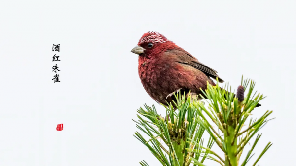 「山西鳥類圖鑑」| 酒紅朱雀