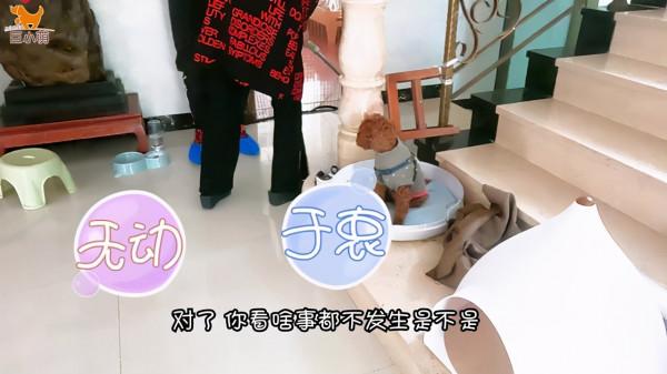 狗狗亂咬手腳糾正實錄:貴賓犬「米粒」是怎麼變乖的 狗狗亂咬手腳糾正實錄:貴賓犬「米粒」是怎麼變乖的