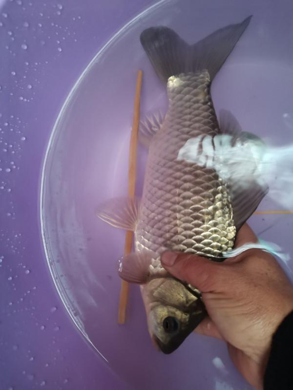 可遇不可求的土鯽魚，看著就覺得舒服