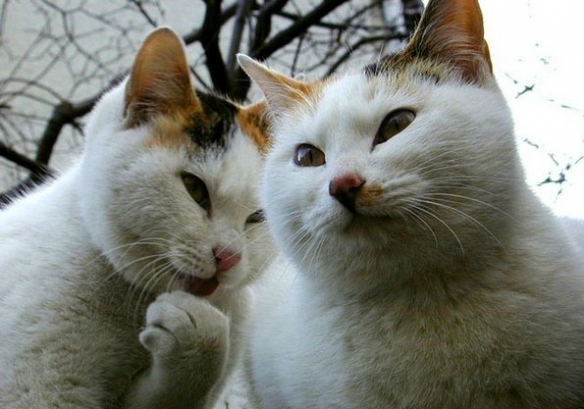 引人猜想的貓!來自書桌的詭異一笑:奴才感到害怕 引人猜想的貓!來自書桌的詭異一笑:奴才感到害怕