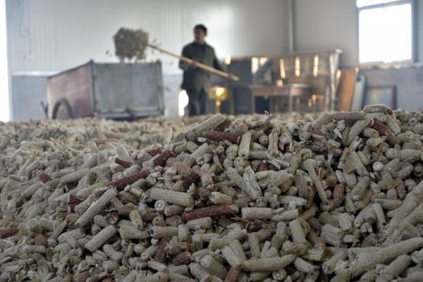 這些農田收穫後的廢棄物，過去被用來當柴火，如今卻成了香餑餑