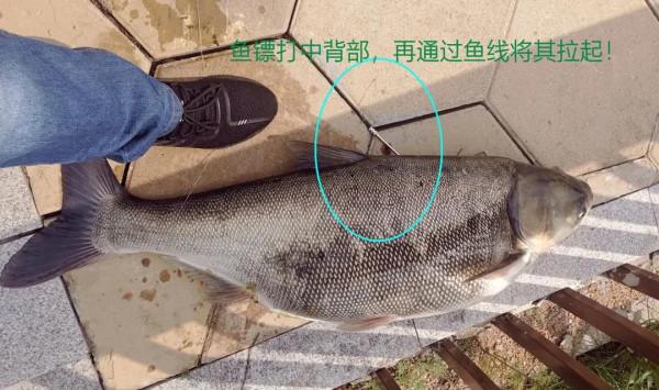 釣魚和射魚者引起爭吵，卻被稱多管閒事！射魚該不該被制止？
