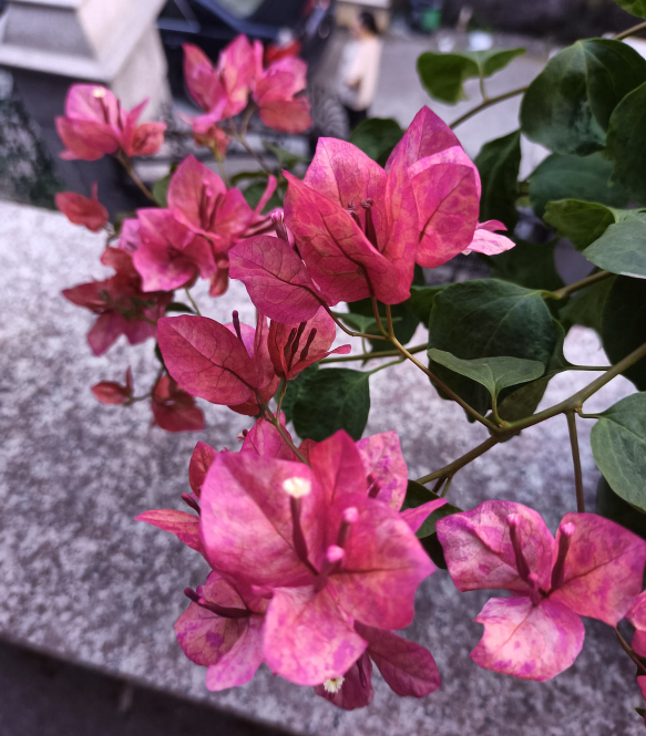 南方氾濫的花,北方人“愛不釋手”,太“拉仇恨”了 南方氾濫的花,北方人“愛不釋手”,太“拉仇恨”了