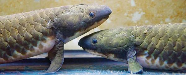 脊椎動物崛起，目標征服陸地——泥盆紀