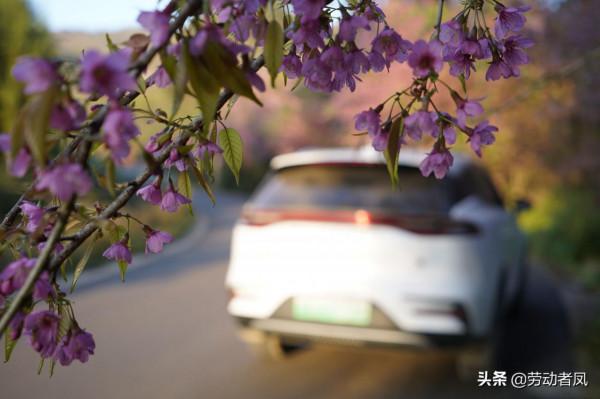 《小鳳用車生活》櫻花盛開，駕車自來