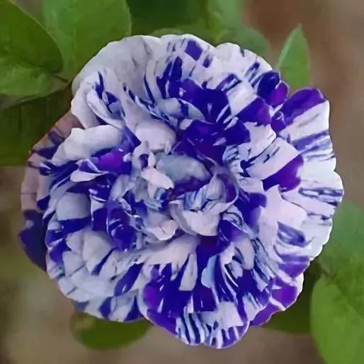 自然變異而成的珍稀品種，複合色花卉