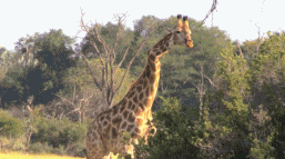 倒黴的考拉的一生:小時候吃屎,長大中毒 倒黴的考拉的一生:小時候吃屎,長大中毒
