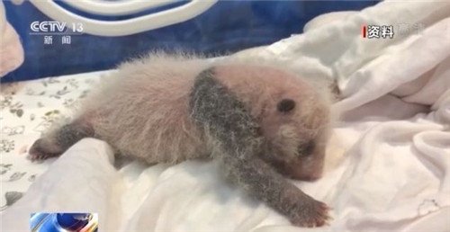 萌萌噠!雙胞胎熊貓滿百天亮相 邀你來取名 萌萌噠!雙胞胎熊貓滿百天亮相 邀你來取名