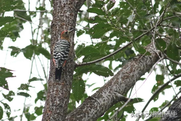 在北京常見的四種啄木鳥-灰頭綠、大斑、星頭和棕腹啄木鳥