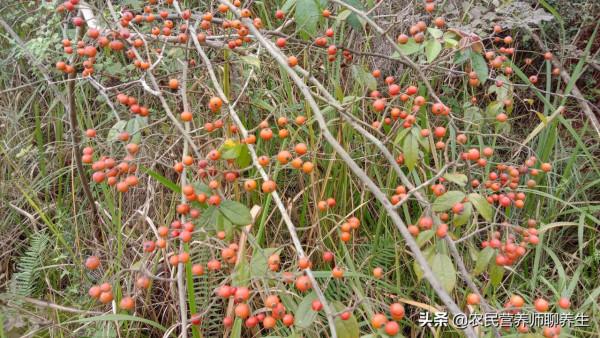爺爺喜歡用“小果薔薇”煮水泡腳,這有啥妙用,囑咐要幫忙摘點 爺爺喜歡用“小果薔薇”煮水泡腳,這有啥妙用,囑咐要幫忙摘點