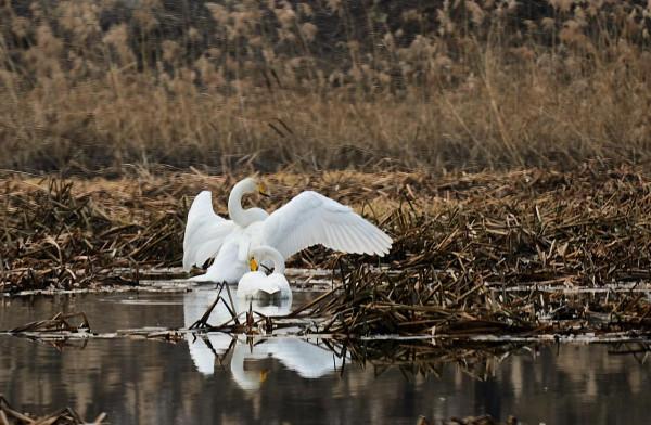 天鵝怎麼選擇在這個小河溝歇腳? 天鵝怎麼選擇在這個小河溝歇腳?