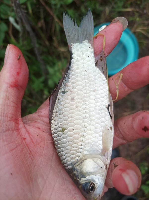 庫釣時被李大爺“欺騙”,釣了兩條鯽魚撿了兩枚鴨蛋,白條倒是連竿了 庫釣時被李大爺“欺騙”,釣了兩條鯽魚撿了兩枚鴨蛋,白條倒是連竿了