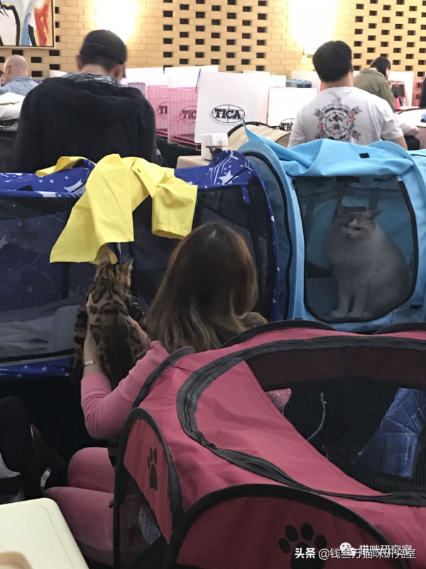 買貓防坑指南2:血統證書約等於沒用,同等品相就選便宜的無證貓 買貓防坑指南2:血統證書約等於沒用,同等品相就選便宜的無證貓